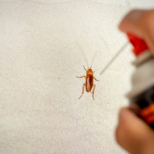 Cockroaches
